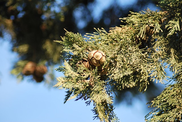 Cupressus sempervirens